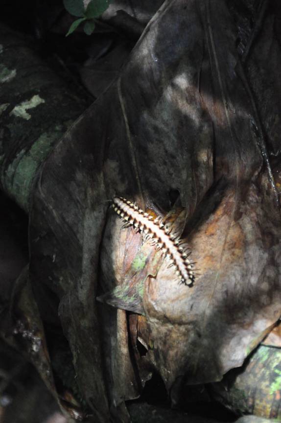 Lagarta se esgueira pelo solo da floresta, no Parque Nacional Corcovado, na Península de Osa, no sul da Costa Rica